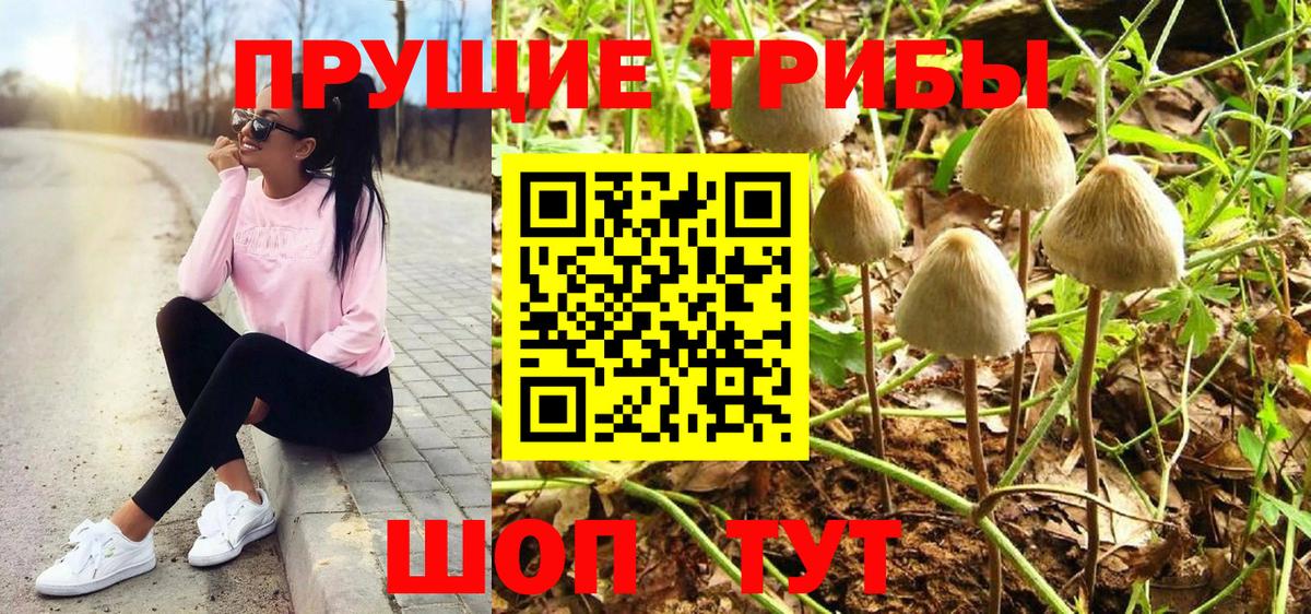 Фрязино  Псилоцибиновые грибы Psilocybe  Вход с VPN 